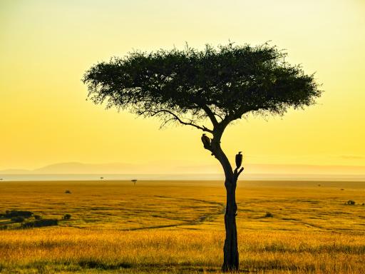 Circuito por Tanzania (Tanzania y Zanzíbar opción confort)