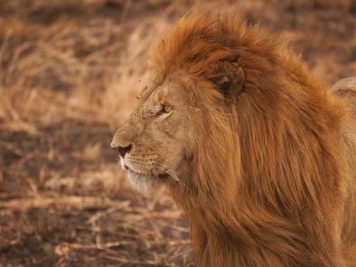 Viaje a Kenia y Tanzania: En busca de los 5 grandes