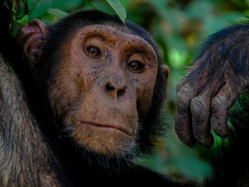 Viaje a Uganda: Gorila Trek Confort