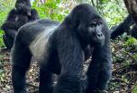 Circuito por Uganda: Gorila Trek (Especial Fin de Año) Circuito por Uganda: Gorila Trek (Especial Fin de Año)