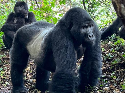 Circuito por Uganda: Gorila Trek (Especial Fin de Año)