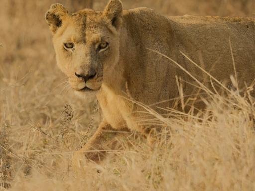 Circuito por Sudáfrica y Eswatini: Aventura, safaris y fauna marina (Especial Fin de Año)