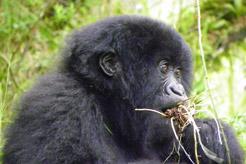 Uganda Flying Safari