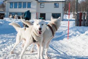 Laponia sueca auroras boreales en Lulea, motos de nieve, trineos de perros huskies.