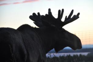 Aventura al completo en Tierra de los Sami, Laponia (Circuito en grupo)