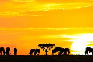 Viaje a Kenia, Tanzania y Zanzíbar. En grupo. El sueño de África Premium. Fin de año en Masai Mara