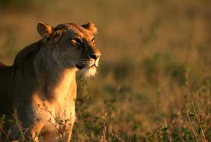 Viaje a Kenia y Tanzania. En Grupo. El sueño de África en camión. Especial Serengeti