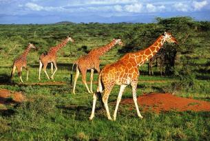 Vive Kenia: con el PN de Aberdare, el Lago Nakuru, el Masai Mara y Amboseli