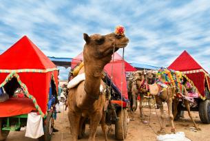 Feria del Camello y Dev Deepawali: Delhi, Agra, Jaipur, Pushkar y Benarés (salida especial en grupo)