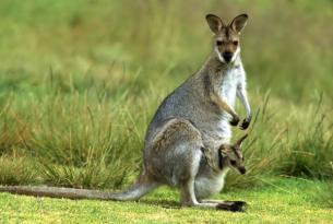 Australia: Ruta Kangaroo