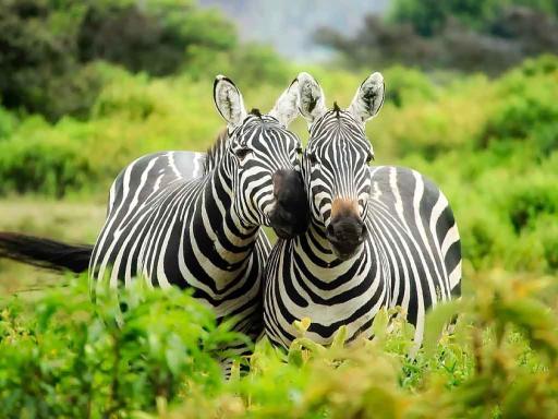 Safari en Kenia : Especial Fin de Año