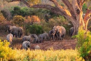 Sudáfrica con guía: desde Johannesburgo al Parque Nacional Kruger