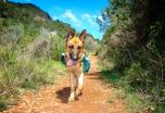 Camino de Santiago con mascota: de Sarria a Santiago de Compostela