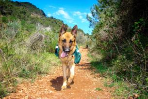 Camino de Santiago con mascota: de Sarria a Santiago de Compostela