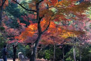 Japón: vive un otoño mágico en grupo reducido
