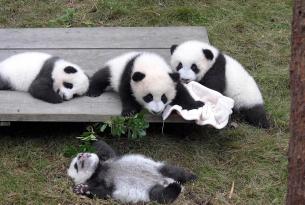 Descubre la China milenaria y visita la reserva de osos panda de Chengdú