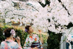 Floración del cerezo en Japón (Semana Santa)