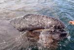 MEXICO NORTE: Ruta del vino en Baja California, Avistamiento de Ballenas y  playa en Los Cabos