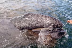 México norte: Ruta del vino en Baja California, Avistamiento de Ballenas y  playa en Los Cabos