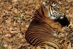 India -  Tiger  Project. - Salidas diarias de Octubre 2.013 hasta Marzo 2.014