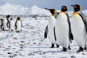Antártida e islas Sub-Antárticas -  OFERTA-Falklands, South Georgia y Pen. Antártica - M/V Ortelius. Salida 13-Feb