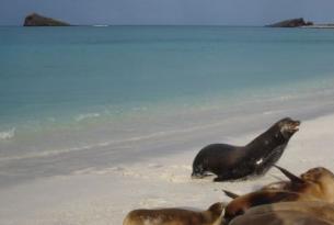 Ecuador -  Islas Galápagos en el yate Floreana - 
