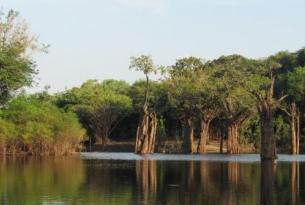 Brasil -  Expedición a la Amazonía por el río Apuaú. Guiada por A. Cánovas, biólogo - Salidas 1 SEP, 5 NOV , 14 ENE