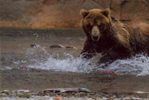 Rusia - Kamchatka -  Lago Kurilskoye y área volcánica de Mutnovsky. - Salidas de JUL a SEP