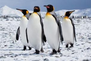 Antártida -  Falklands, South Georgia y Pen. Antártica - Cruceros de Expedición en el M/V Plancius. Nov 15'- Feb 16´