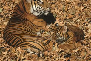 INDIA -  Rajastán y reservas del Norte. En busca del tigre de Bengala - Especial fin de año.