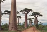 El Oeste Salvaje de Madagascar