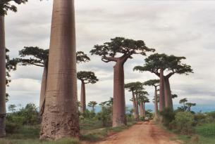 El Oeste Salvaje de Madagascar