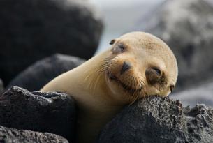 Circuito completo por Ecuador con crucero final por Islas Galápagos