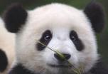 China: la Ruta del Panda