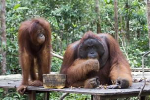 Indonesia combinado 4 islas: Borneo, Java, Bali y Komodo