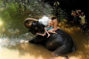 Elefantes del Sur de la India:  ruta familiar