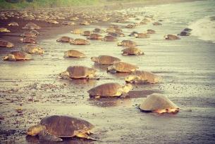 Costa Rica al natural a tu aire en coche de alquiler (San José, Tortuguero, Volcán Arenal, Monteverde, Manuel Antonio, Corcovado