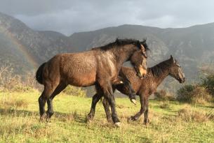 Ecoturismo de Trashumancia