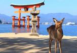 Japón a tu aire desde Hiroshima con parque de macacos y región onsen de Nagano