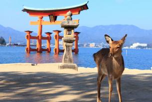 Japón a tu aire desde Hiroshima con parque de macacos y región onsen de Nagano