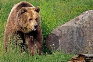 Viaje a Canadá en grupo: expedición grizzly