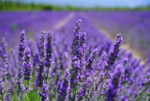 Floración de los campos de lavanda en Brihuega, Guadalajara (Exclusivo mujeres)