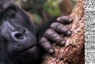 Uganda: 6 días de trekking safari en busca de los primates