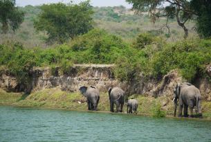 Uganda: gorilas en Bwindi y el Parque Nacional Queen Elizabeth