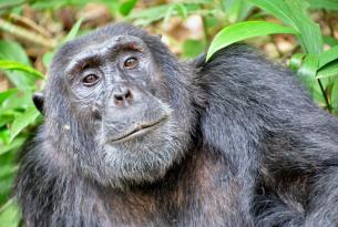 Uganda: nuestro gorila trekking de lujo (6 días)