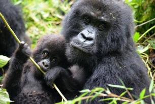 Gorilas y aventura de lujo en Uganda