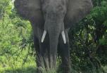 Trekking en Uganda: Gorilas y el Parque Nacional Queen Elizabeth (12 días)