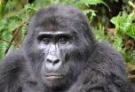 Uganda y Rwanda: Safari en grupo