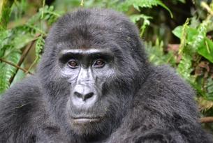 Uganda y Rwanda: Safari en grupo