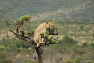 Kenia, Uganda y Ruanda: vida salvaje y safari de gorilas en 15 días